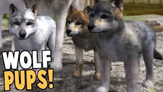 RAISING WOLF PUPS BEST WOLF SIMULATOR GAME EVER  Wolf Quest Gameplay [upl. by Akinod]