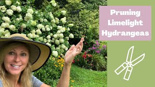 Hydrangeas care tips  Pruning Limelight Hydrangeas  Hydrangea [upl. by Flan]