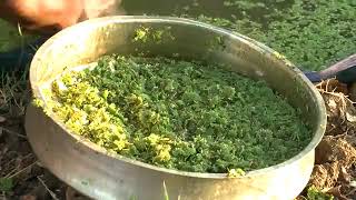 Azolla feed cultivation full details and simple method of farming [upl. by Juback237]