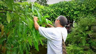 Pruning Mango Trees 101 w Dr Richard Campbell [upl. by Baseler]