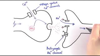 05 Neuroglia PNS and Myelin Formation [upl. by Eihcir302]