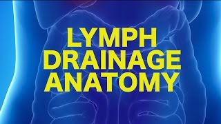 Lymph Anatomy amp Drainage  USMLE [upl. by Mueller576]