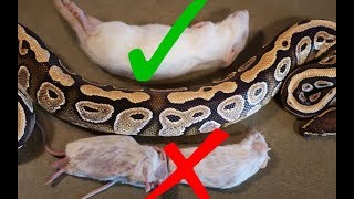 What Size Rodent Should you Feed your Snake [upl. by Maise]