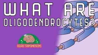 What Are Oligodendrocytes [upl. by Benoite171]