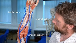 Veins of the upper limb [upl. by Hayalat]