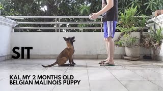 Belgian Malinois Puppy Training  Basic Obedience Basic Commands Part 1 [upl. by Forester]