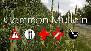 Common Mullein Cautions Edible Medicinal amp Other Uses [upl. by Arinay881]