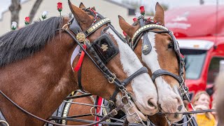 Budweiser Clydesdales in Hoover Alabama 4K [upl. by Aham]