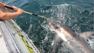 MONSTER 467 Pound Thresher Shark landed Off The Coast of New Jersey [upl. by Medrek]