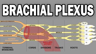 THE BRACHIAL PLEXUS AND UPPER LIMB INNERVATION [upl. by Eniluj]