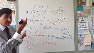 Membrane Lipids  Glycerophospholipids and Sphingolipids [upl. by Epotimet]