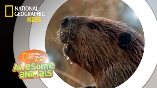 American Beaver  Awesome Animals [upl. by Lramaj463]