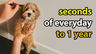 Puppy Growing 8 Weeks to 1 Year  Cavapoo [upl. by Dorman]