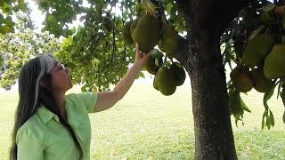 Sarahs Front Yard Jackfruit Tree in South Florida [upl. by Barthelemy31]