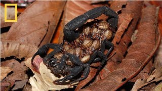 National Geographic Wild  Deadly Scorpions  Documentary HD 2017 [upl. by Jehu]