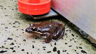 Striped Marsh Frog  Australian Native Frog  Short Documentary [upl. by Tillfourd42]