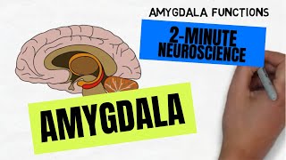 2Minute Neuroscience Amygdala [upl. by Inafit]