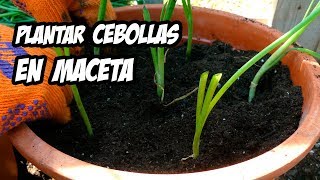 COMO PLANTAR CEBOLLAS EN MACETAS  Huerto Urbano  La Huerta de Ivan [upl. by Llekcir]