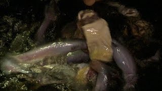 Giant Candirus Feeding Frenzy Faster than Piranhas  Deadly 60  BBC Earth Explore [upl. by Hulbig738]