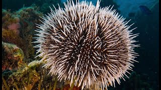 Facts The Sea Urchin [upl. by Nobel]