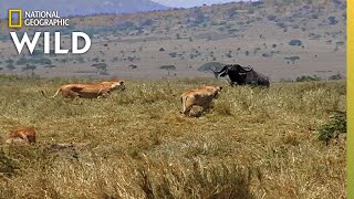 How a Lion Pride Hunts Prey  Cat Attacktics [upl. by Thurstan392]