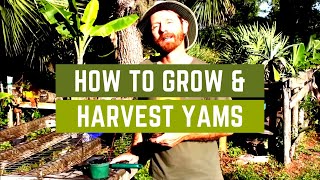 How to Grow and Harvest Yams [upl. by Ailecra]