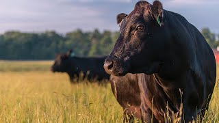 Japan The Wagyu Mecca  Joseph Decuis [upl. by Rene926]