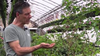 Growing Mulberries in Containers [upl. by Chandos]