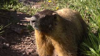 Alpine Animals What are Marmots Whistling About [upl. by Fritzie28]