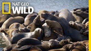 Sea Lions of San Francisco  United States of Animals [upl. by Nalro]