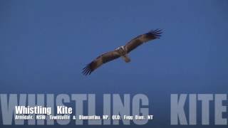 Whistling Kite [upl. by Okoy]