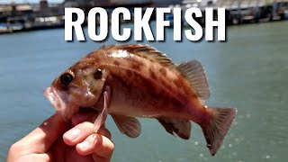 Easiest California Pier Fishing  How to Catch Rockfish From Any Pier [upl. by Nisbet]