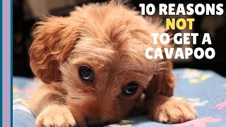 10 Reasons NOT to Get a Cavapoo Puppy 🐶 [upl. by Nebra132]