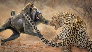 Leopard and Baboon fight for survive [upl. by Innattirb84]