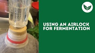 Using An Airlock For Fermentation [upl. by Aldridge]