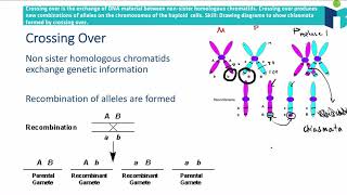 Crossing Over  IB Biology Revision Notes [upl. by Nessej]