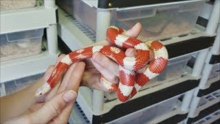 How to Care for KingsnakesMilksnakes plus fun facts [upl. by Illehs]