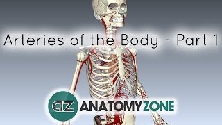 Arteries of the body  PART 1  Anatomy Tutorial [upl. by Lorac]