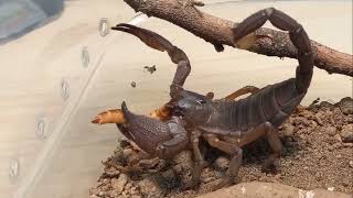 Heterometrus swammerdami Giant Forest Scorpion scorpion [upl. by Haidedej]