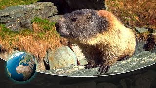 Curious marmots in the Alps [upl. by Enelehs441]