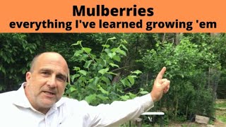 How to grow Mulberries Mulberry Trees produce fruit for 100 years from ONE tree [upl. by Elauqsap]