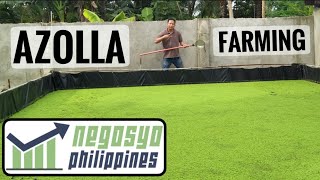 AZOLLA FARMING IN THE PHILIPPINES  Negosyo Philippines [upl. by Anirtep]