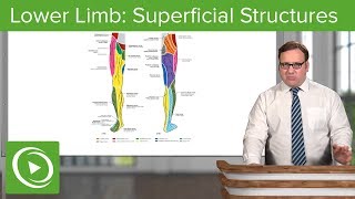 Lower Limb Superficial Structures amp Cutaneous Innervations – Anatomy  Lecturio [upl. by Richma]