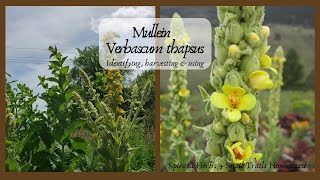 Lets Learn About Mullein Verbascum thapsus  Identifying harvesting and using [upl. by Irena723]