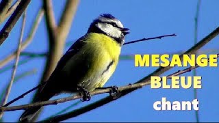 MESANGE BLEUE chant [upl. by Leay157]