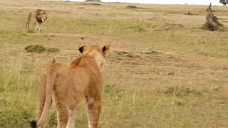 Big male lion shows lioness how to deal with hyenas [upl. by Bethina]