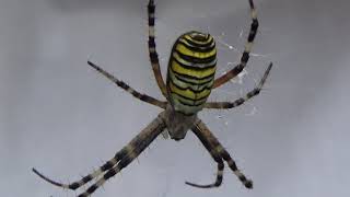 Araña tigre Argiope bruennichi La araña más monstruosa de España 2 GONZALO [upl. by Ahsote]