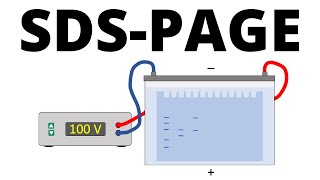 SDSPAGE explained  Protein Separation Technique [upl. by Anilef410]