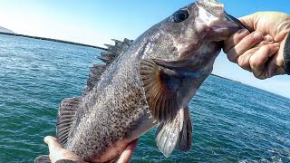 My GOTO Rock Fishing Rig BIG RockFish Jetty Fishing  Oregon Coast Fishing [upl. by Cordelia349]