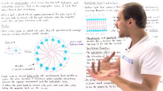 Micelles and Lipid Bilayer [upl. by Duffie]